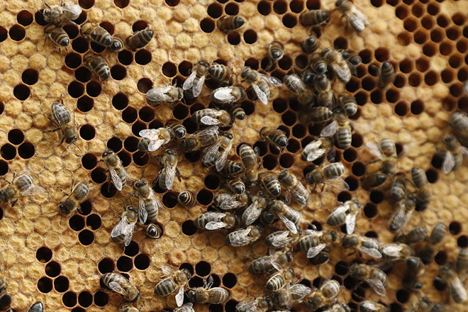 Το μέλλον των drones ίσως περνάει μέσα από τις …μέλισσες