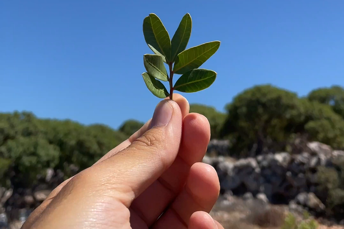 Πώς η μαστίχα ενώνει γενιές