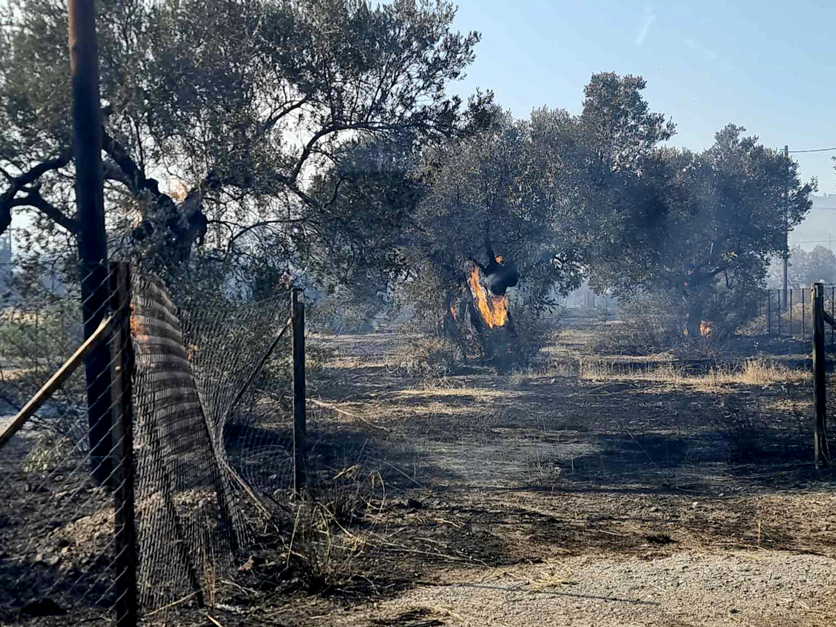 Πυροσβεστική: Σε 62 ανέρχονται οι αγροτοδασικές πυρκαγιές το τελευταίο 24ωρο