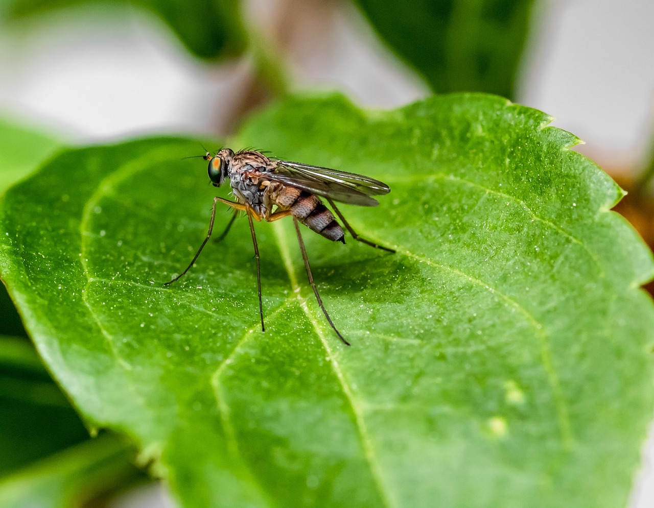 «Καμπανάκι» ECDC: Αυξάνονται τα κρούσματα του δάγκειου πυρετού και άλλων ασθενειών που μεταδίδονται με τα κουνούπια