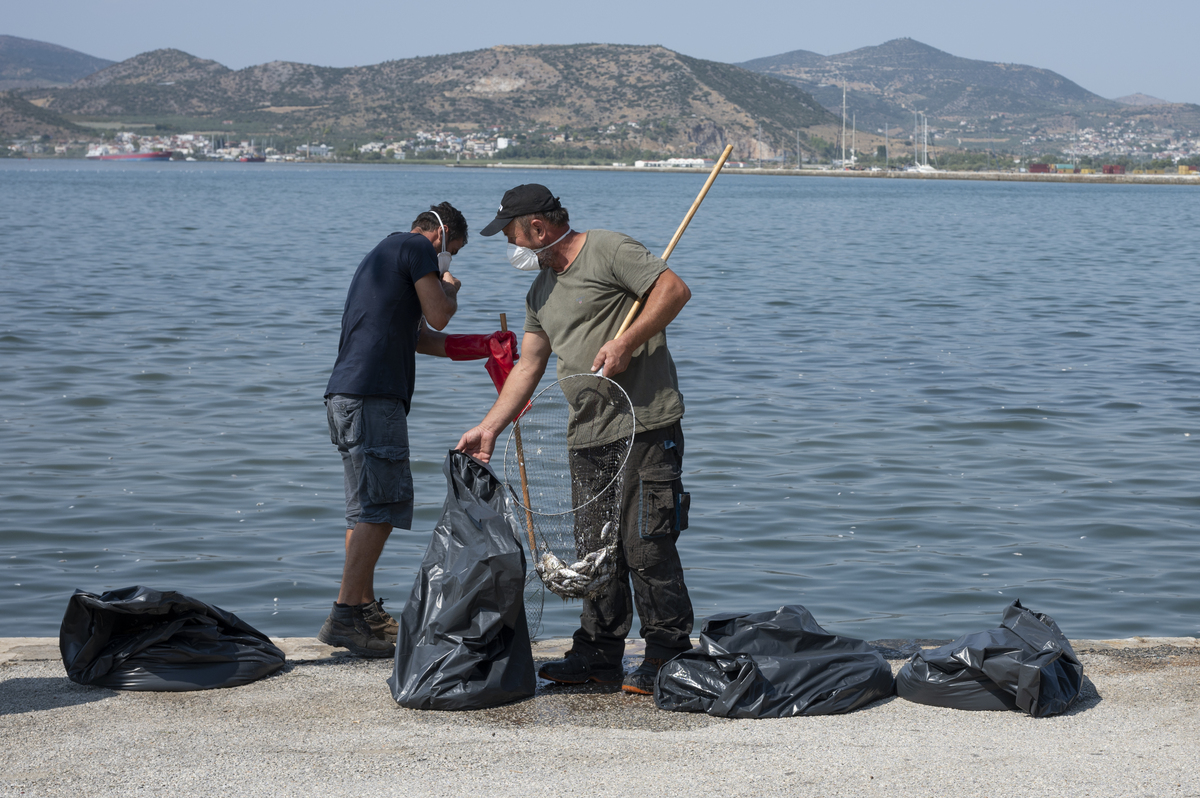 Βόλος: Μηνύσεις κατά παντός υπευθύνου σχεδιάζουν καταστηματάρχες για τα νεκρά ψάρια