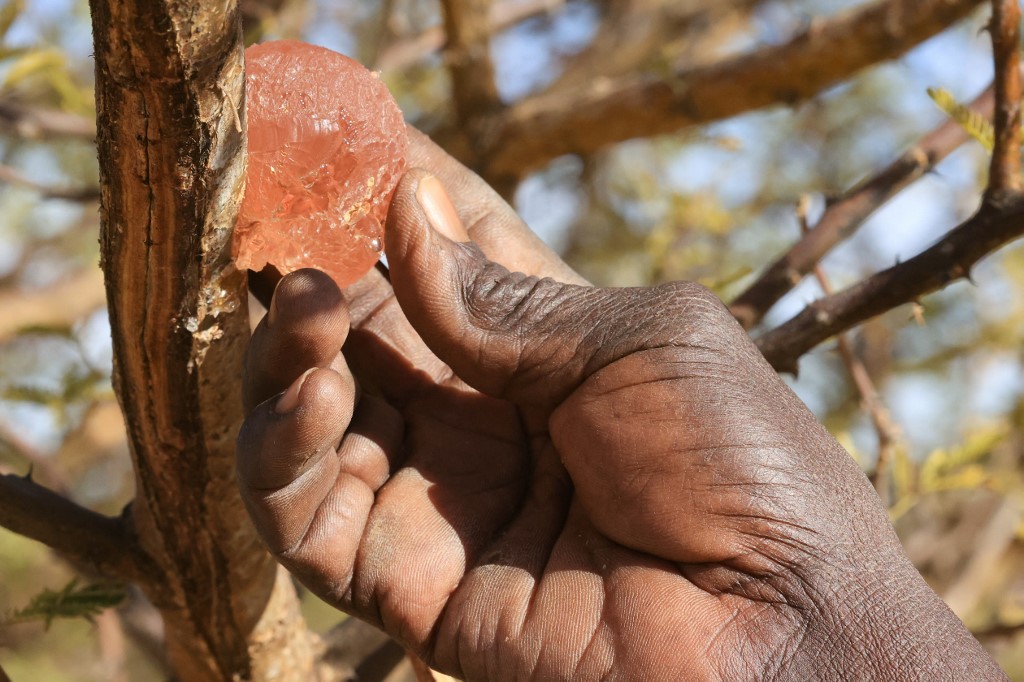 Gum arabic